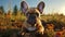 Cute beautiful domestic dog French bulldog lies resting on the grass