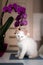 A cute beautiful domestic kitten with orchid flower. The cat smells the plant.