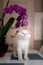 A cute beautiful domestic kitten with orchid flower. The cat smells the plant.