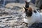 Cute and beautiful kitten walking alone on rocks- Side view