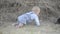 Cute beautiful laughing baby girl on grass with white