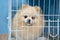 Cute and beautiful light small dog of spitz breed sitting in a cage