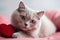 Cute beautiful purebred domestic cat at home, AI Generated