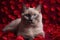 Cute beautiful purebred domestic cat on a red background, AI Generated