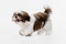 Cute, beautiful white brown dog, little Shih Tzu isolated over white studio background. Concept of animal life, care