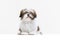 Cute, beautiful white brown dog, little Shih Tzu isolated over white studio background. Concept of animal life, care