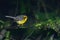 Cute and beautiful Yellow-bellied Fairy-fantail perching on a perch