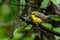 Cute and beautiful Yellow-bellied Fairy-fantail perching on a perch