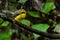 Cute and beautiful Yellow-bellied Fairy-fantail perching on a perch