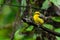 Cute and beautiful Yellow-bellied Fairy-fantail perching on a perch