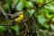 Cute and beautiful Yellow-bellied Fairy-fantail perching on a perch