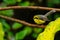 Cute and beautiful Yellow-bellied Fairy-fantail perching on a perch