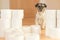 Cute beauty small Jack Russell Terrier dog is busy with toilet paper