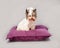 Cute Beaver Yorkshire Terrier is lying on a purple pillow on a gray background