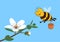Cute bee gather honey from the manuka flower