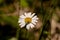 Cute beetle on top of a daisy