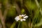 Cute beetle on top of a daisy