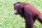 Cute behavior of baby orangutans