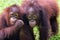 Cute behavior of baby orangutans