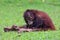 Cute behavior of baby orangutans