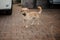 Cute beige colored dog playing with stone in the yard