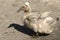 A cute beige duck with a tufted head walks on the sand in a farm yard.