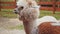 Cute Beige Furry Alpaca Before Fleece Shearing