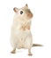 Cute beige gerbil standing on its hind legs, gazing upward with curiosity, isolated on white