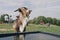 A cute beige goat drinks water from a plastic container