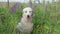 Cute beige Labrador posing in nice lupines field at evening. close up