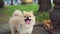 Cute beige Pomeranian dog with its tongue out