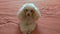 Cute beige poodle lying on the bed. A petite affectionate dog who loves to play and is always happy to host.