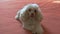 Cute beige poodle lying on the bed. A petite affectionate dog who loves to play and is always happy to host.