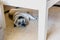 Cute beige pug lying on the floor under the table