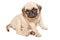 Cute beige pug puppy