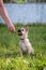 A cute beige puppy with big ears reaches for food.