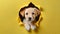 Cute beige puppy peeking out of hole in yellow wall. Adorable pet