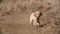 A cute beige toy poodle is running on a nature background