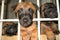 Cute Belgian malinois puppies in their cage