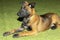 A cute Belgian malinois puppy