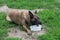 Cute belgian sheepdog is drinking water from dog bowl. Pet animals