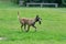 Cute belgian sheepdog is running on a green grass with his toy. Pet animals