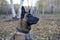 Cute belgian sheepdog is sitting on a autumn foliage in the park. Close up. Pet animals