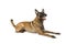 Cute Belgian shepherd dog Malinois lying on a white