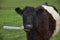 Cute Belted Galloway Calf With His Mouth Open