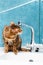 Cute bengal cat drinks water from a water tap. Beautiful cat drinking water with tongue from tap in kitchen