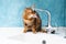 Cute bengal cat drinks water from a water tap. Beautiful cat drinking water with tongue from tap in kitchen