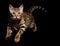 Cute bengal cat jumping on a black background