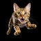 Cute bengal cat jumping on a black background