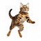 Cute bengal cat jumping on a white background